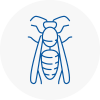 Market Drayton Wasp Nest Removal